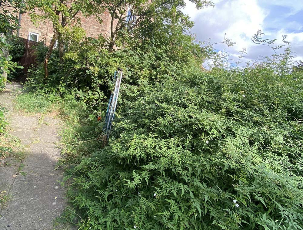 back garden before
